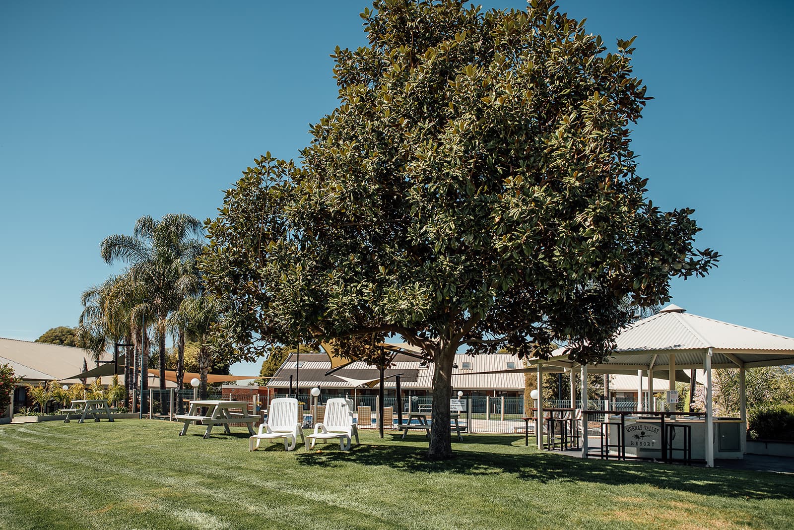 Sun loungers and an outdoor bar pavilion beneath a large tree