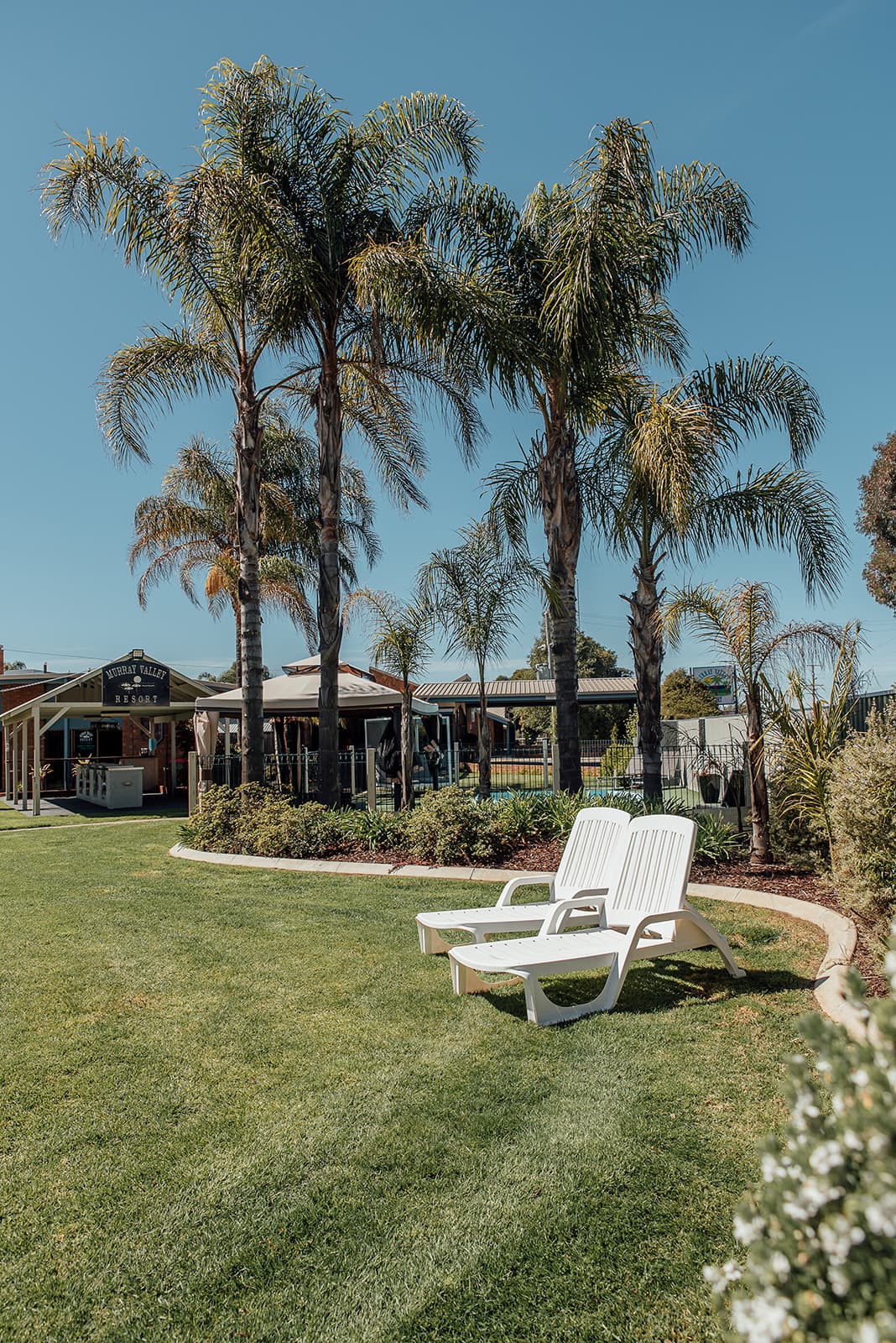 White sun loungers on the lawn beside the palm trees